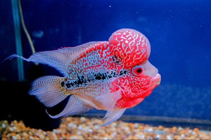 Top 10 Most Beautiful Colorful Fish Types