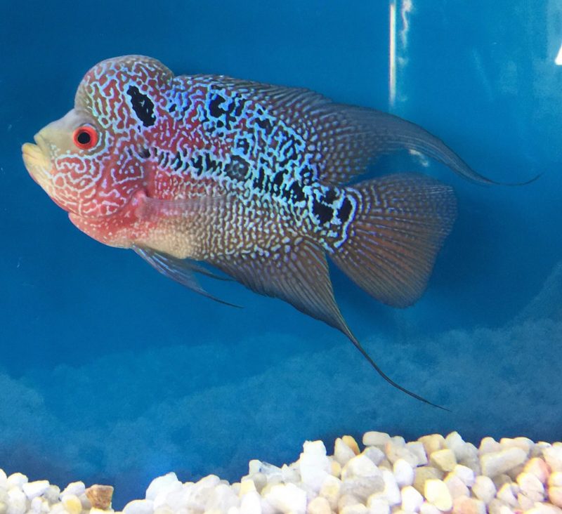 Top 10 Most Beautiful Colorful Fish Types