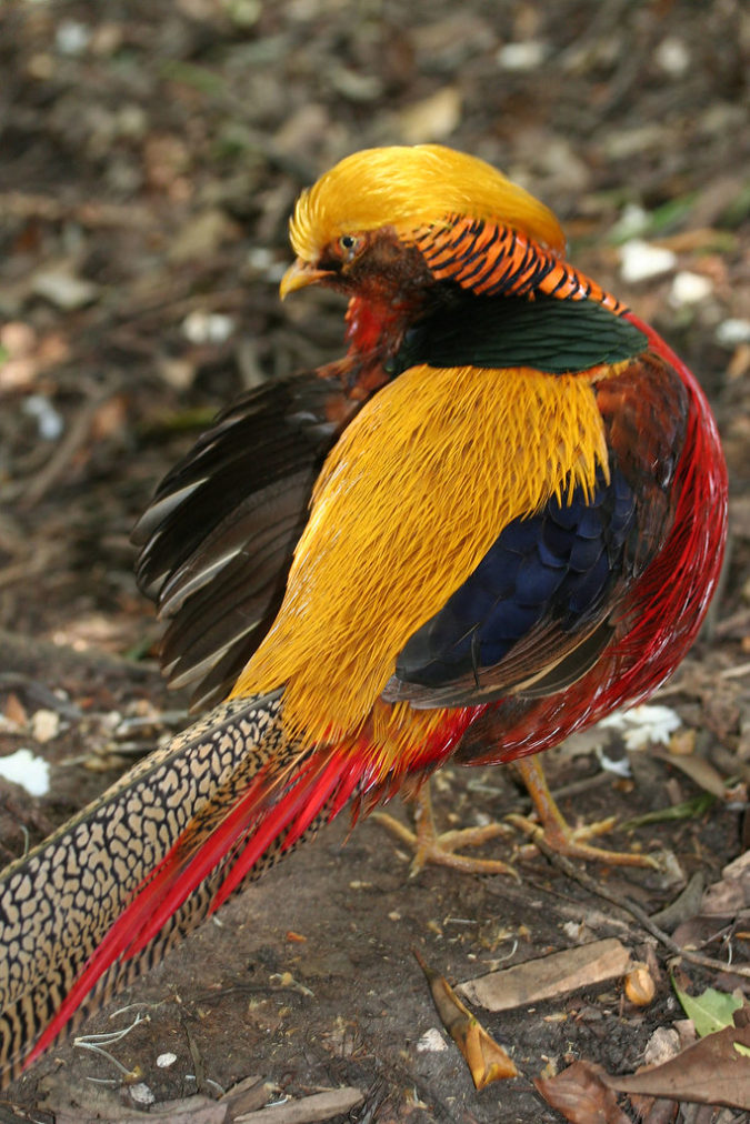 Top 20 Most Beautiful Colorful Birds In The World