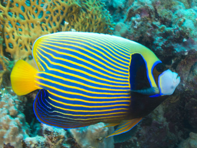 Top 10 Most Beautiful Colorful Fish Types