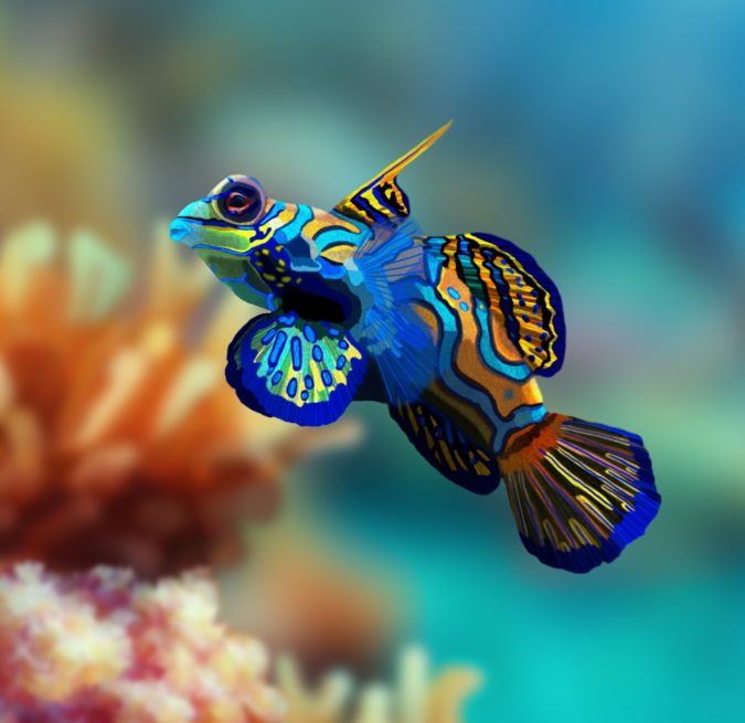 Top 10 Most Beautiful Colorful Fish Types