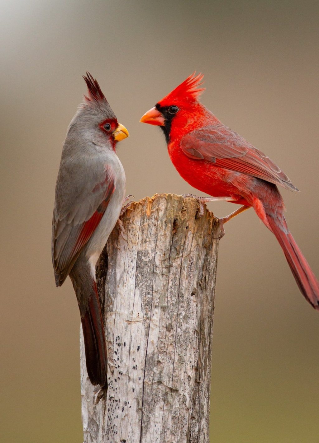 top-20-most-beautiful-colorful-birds-in-the-world