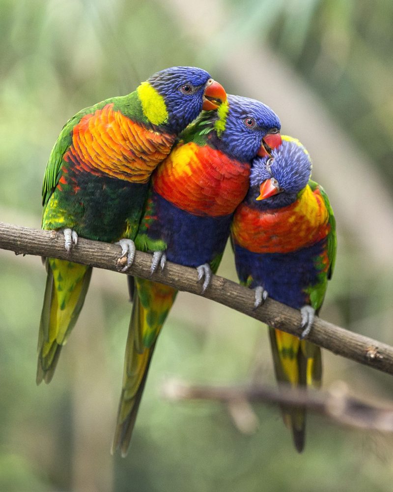 Top 20 Most Beautiful Colorful Birds In The World