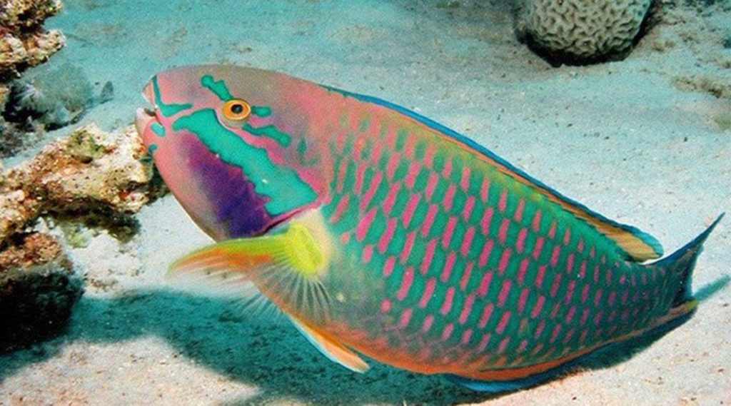 Top 10 Most Beautiful Colorful Fish Types