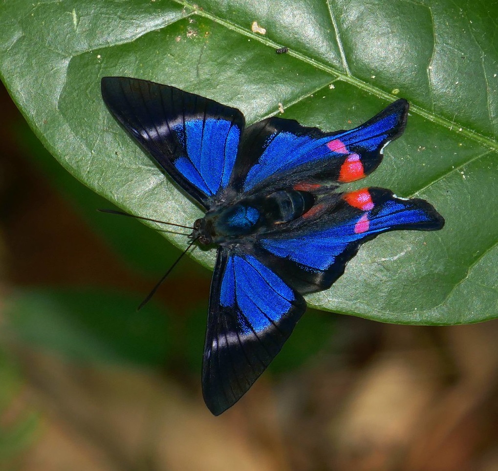 Top 10 Most Beautiful Colorful Butterflies Species