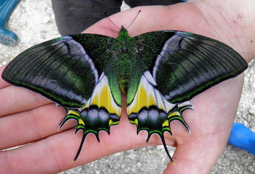 Top 10 Most Beautiful Colorful Butterflies Species