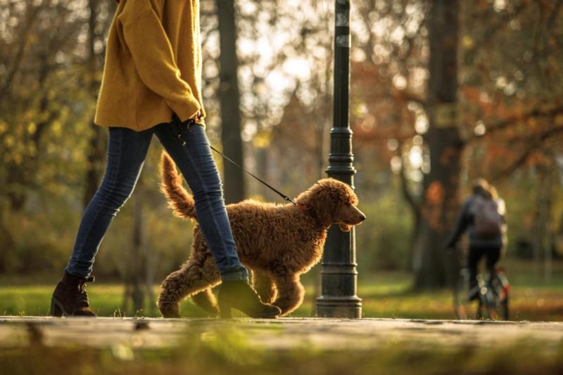 8 Special Care Tips For Your Poodle