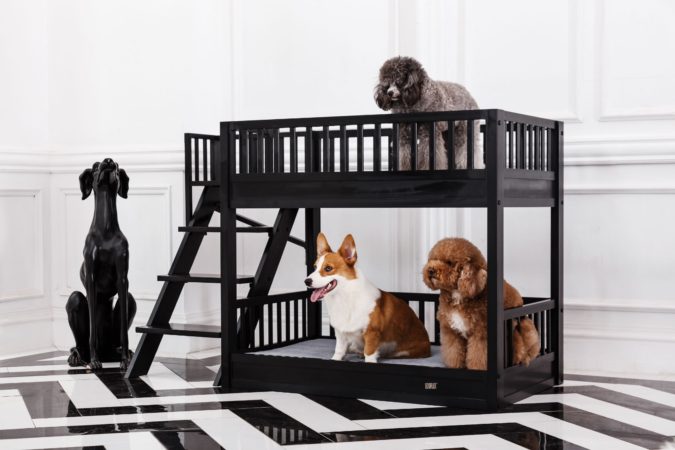 +80 Adorable Dog Bed Designs That Will Surprise You | Pouted.com