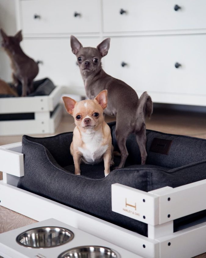 +80 Adorable Dog Bed Designs That Will Surprise You | Pouted.com