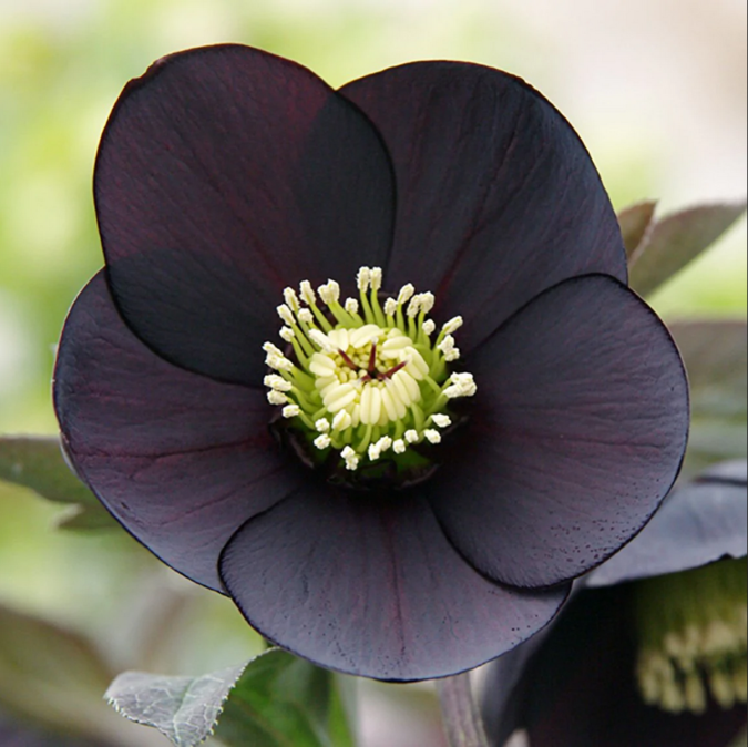 Ten Of The Most Charming Black Flowers In 2022