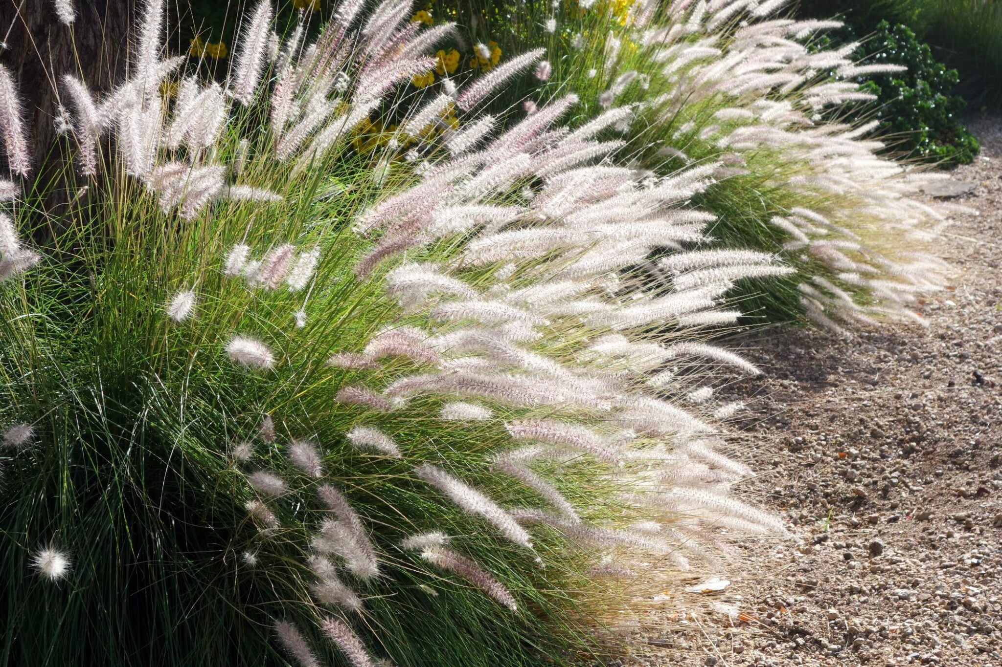 Ten Flowers That Look Like Fireworks