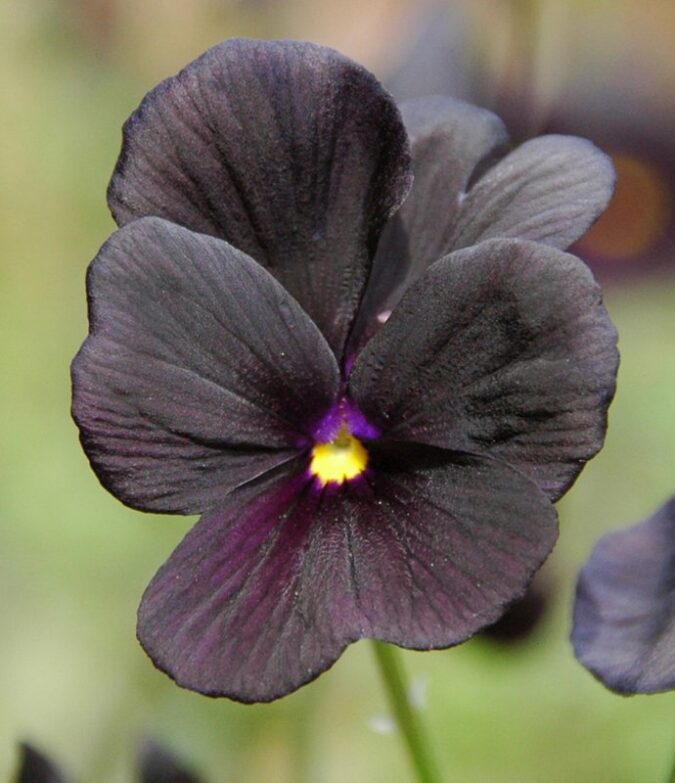 Ten Of The Most Charming Black Flowers In 2022