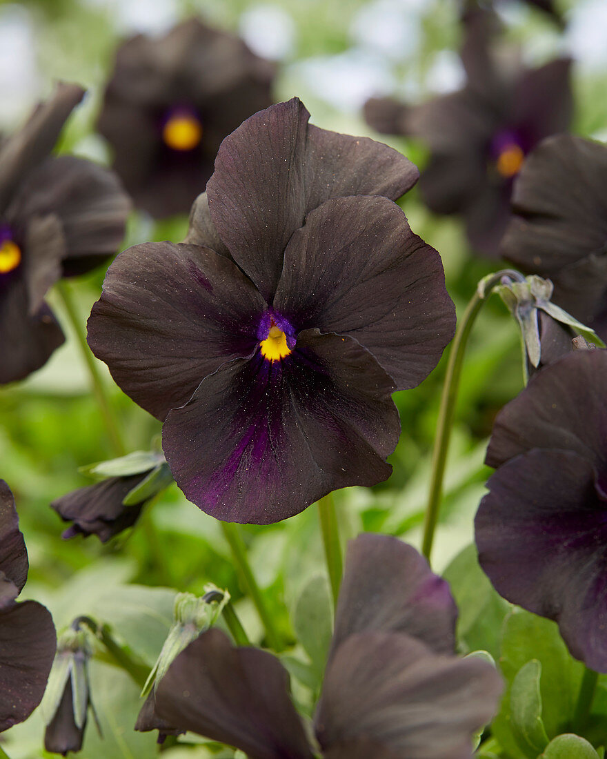 Ten Of The Most Charming Black Flowers In 2022