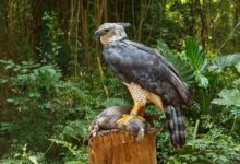 harpy eagle 1 Craziest Looking Birds: Nature's Most Bizarre Feathers - 30 Craziest Looking Birds