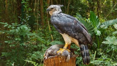 harpy eagle 1 Craziest Looking Birds: Nature's Most Bizarre Feathers - 7