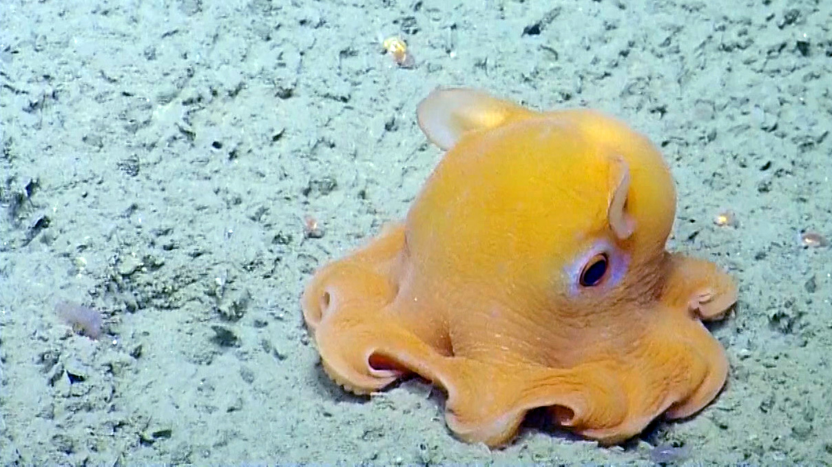 Dumbo Octopus Top Weirdest Deep Sea Creatures: Erich Hoyt's Marine Wonders - 7