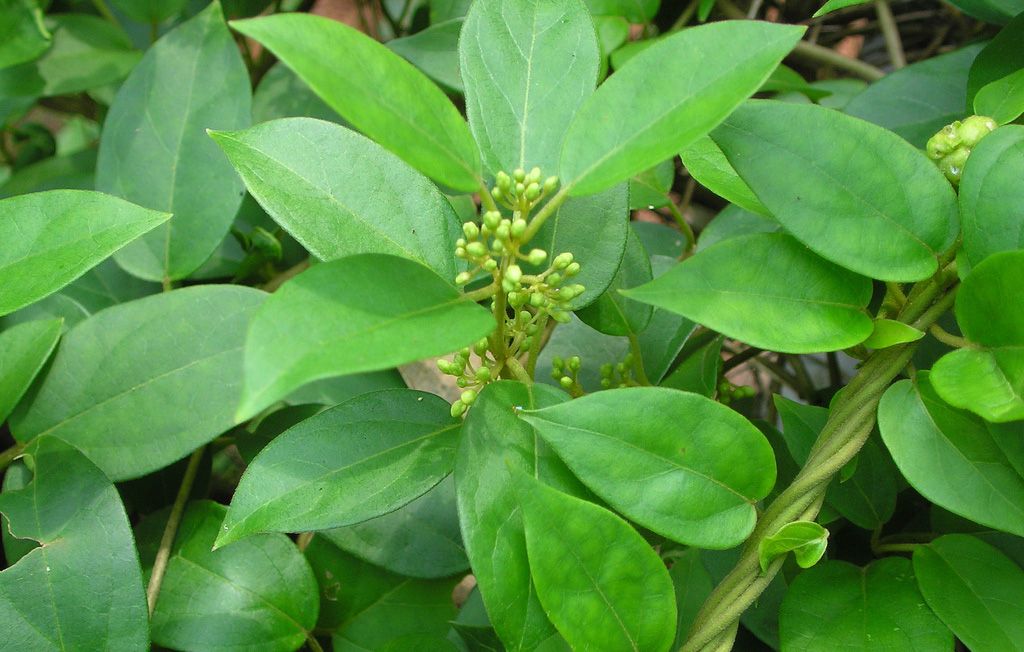 Gymnema Sylvestree Gymnema Sylvestre: Reduces Desire for Sweet Foods - 6