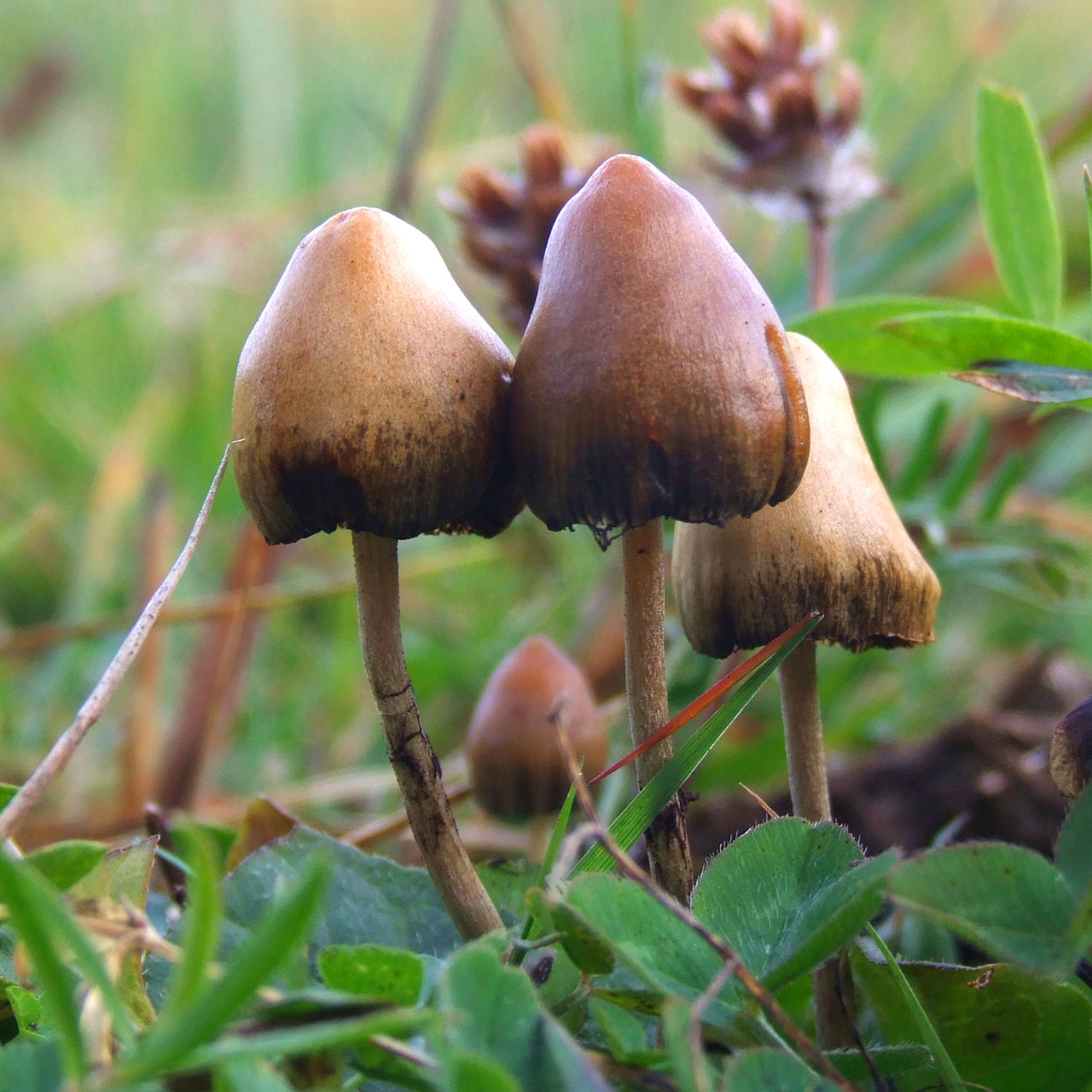 Psilocybe semilanceata 6514 Magic Mushroom Chocolate Bars : Top 10 you need to know - 2