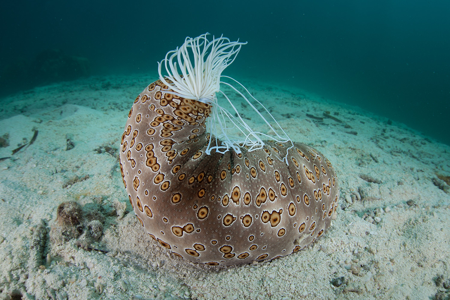 Sea Cucumber Top Weirdest Deep Sea Creatures: Erich Hoyt's Marine Wonders - 5