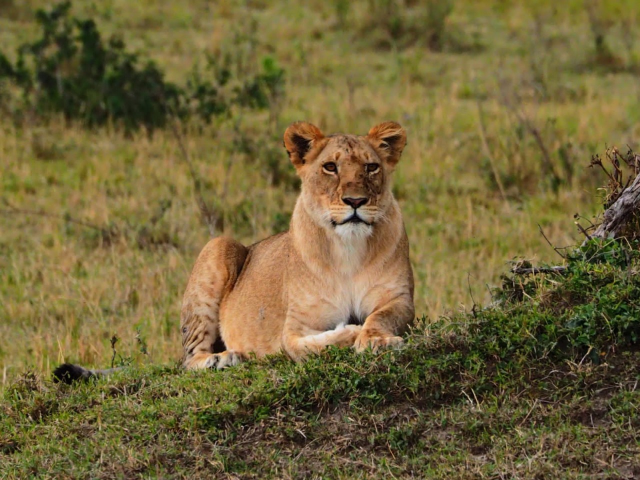 Serengeti National Park Tanzania Top 10 Tourist Attractions in the World 2025: Must-See Destinations - 5