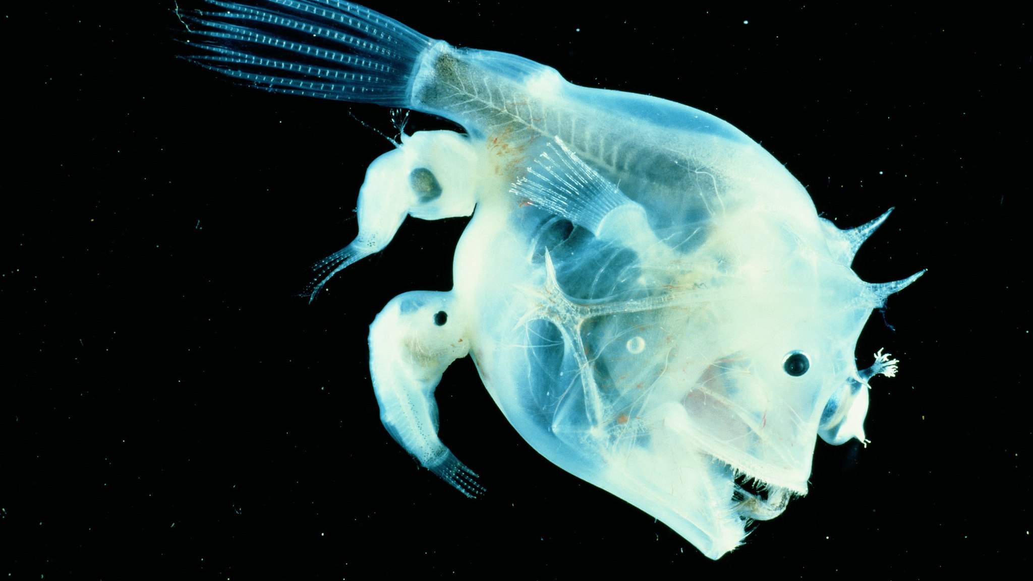 anglerfish female and male Top Weirdest Deep Sea Creatures: Erich Hoyt's Marine Wonders - 12