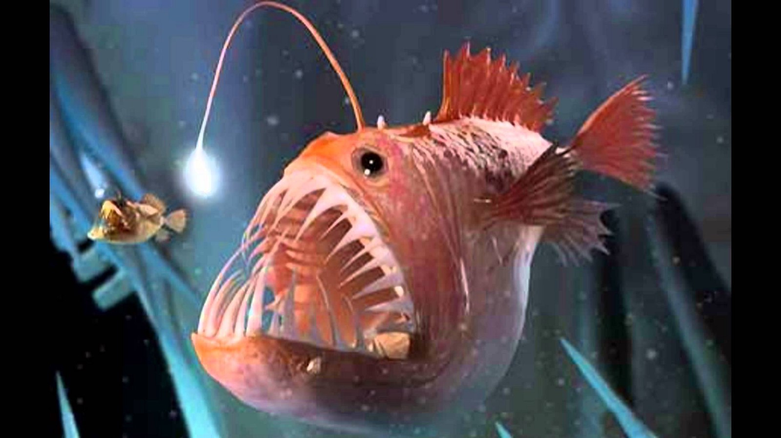 anglerfish Top Weirdest Deep Sea Creatures: Erich Hoyt's Marine Wonders - 3