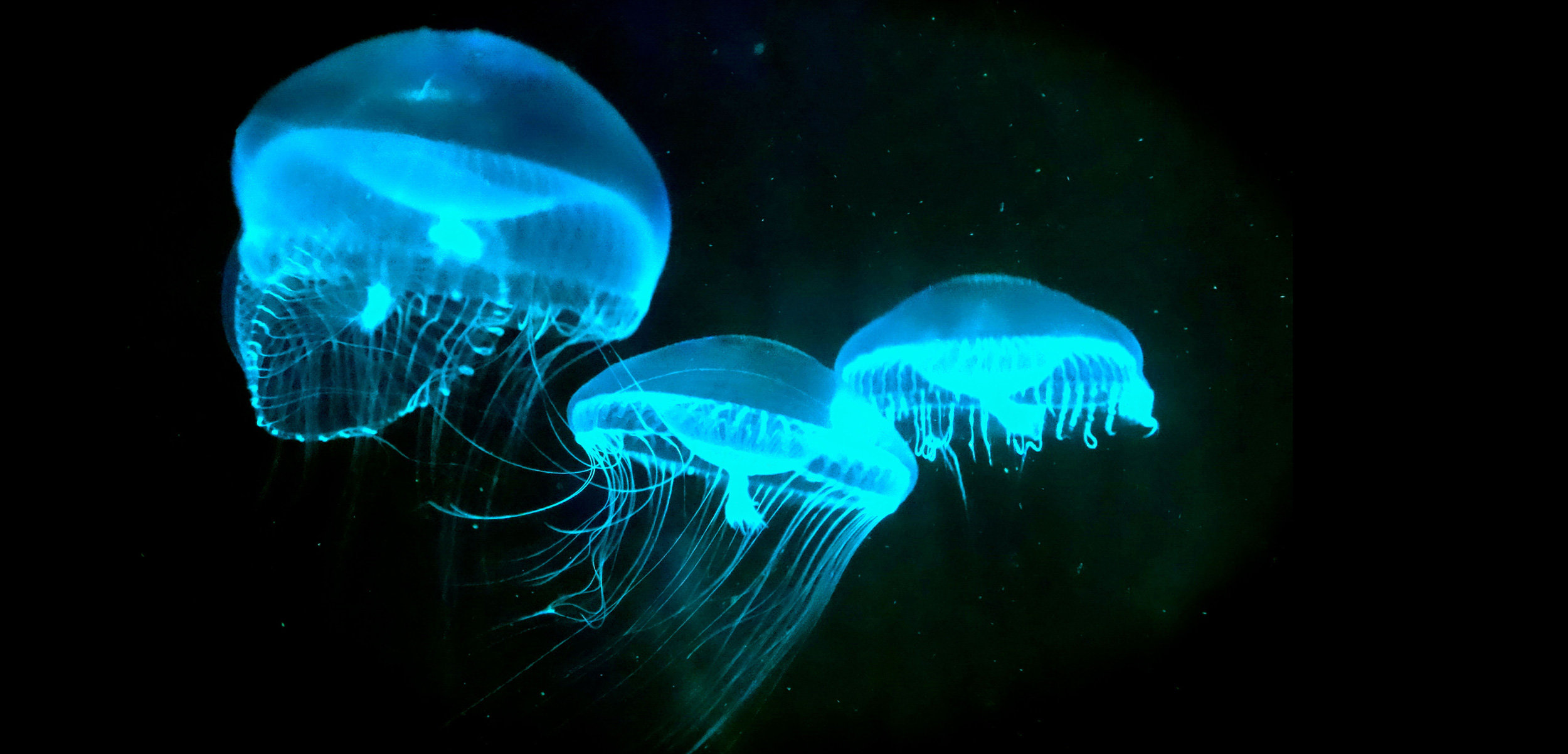 bioluminescent jellyfish Top Weirdest Deep Sea Creatures: Erich Hoyt's Marine Wonders - 14