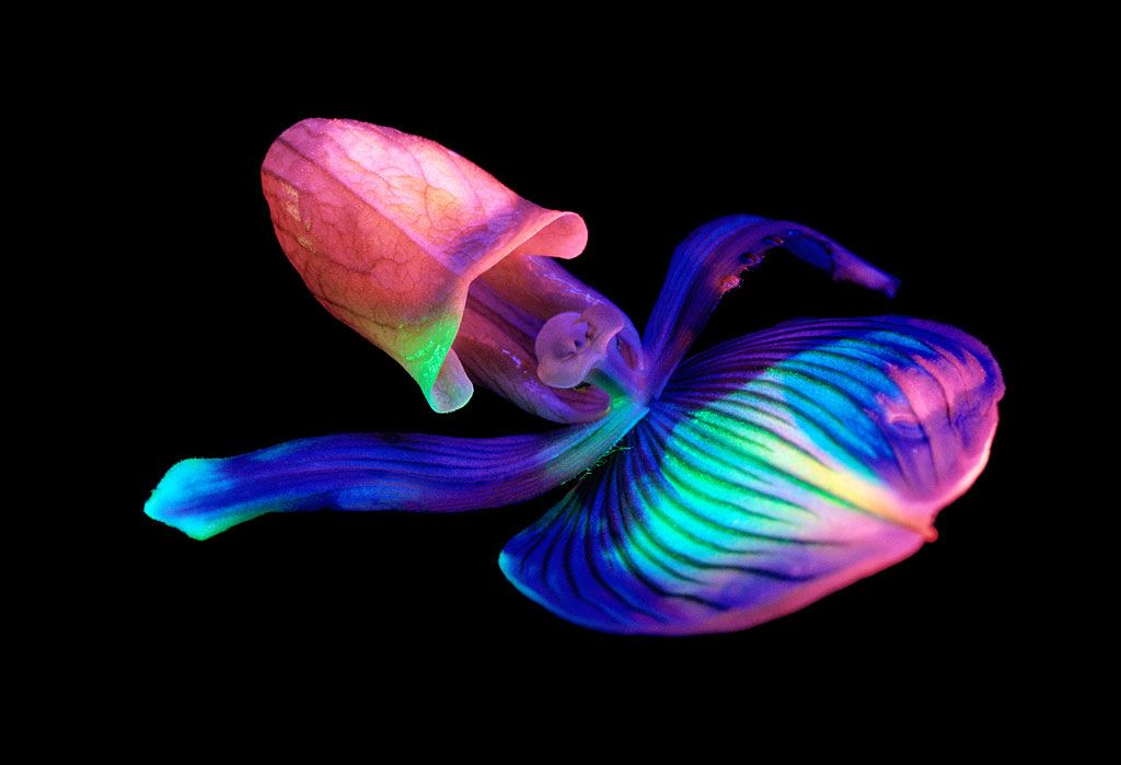 bioluminescent Top Weirdest Deep Sea Creatures: Erich Hoyt's Marine Wonders - 16