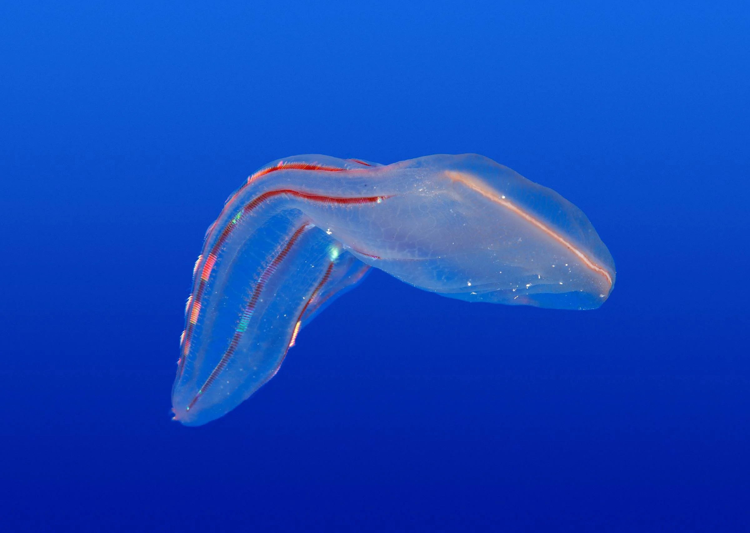 comb jelly Top Weirdest Deep Sea Creatures: Erich Hoyt's Marine Wonders - 4