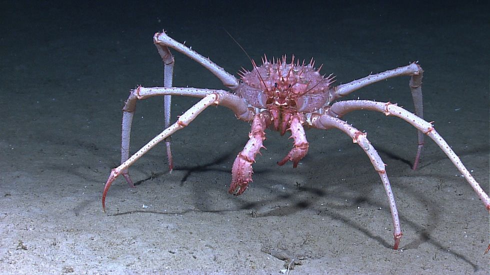 deep sea crabs Top Weirdest Deep Sea Creatures: Erich Hoyt's Marine Wonders - 19