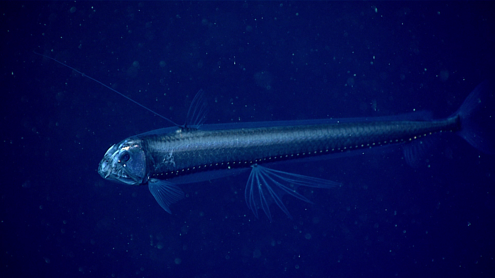 deep sea viperfish Top Weirdest Deep Sea Creatures: Erich Hoyt's Marine Wonders - 11