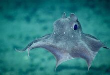 deep see creatures Top Weirdest Deep Sea Creatures: Erich Hoyt's Marine Wonders - 25