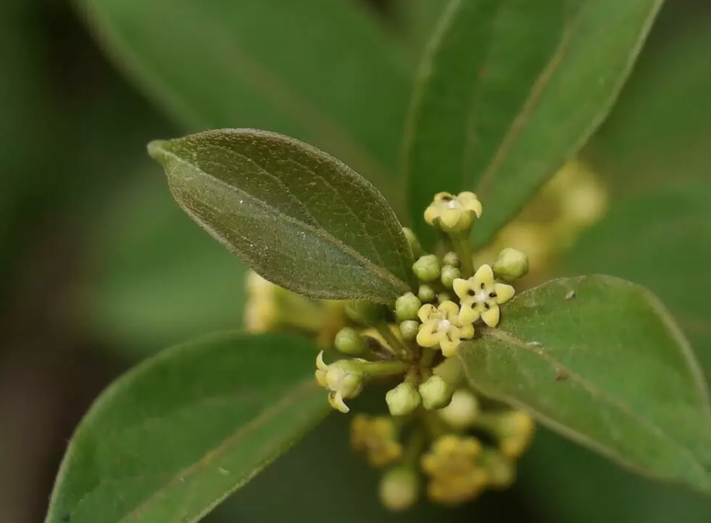 gumar sugar destroying plant Gymnema Sylvestre: Reduces Desire for Sweet Foods - 7