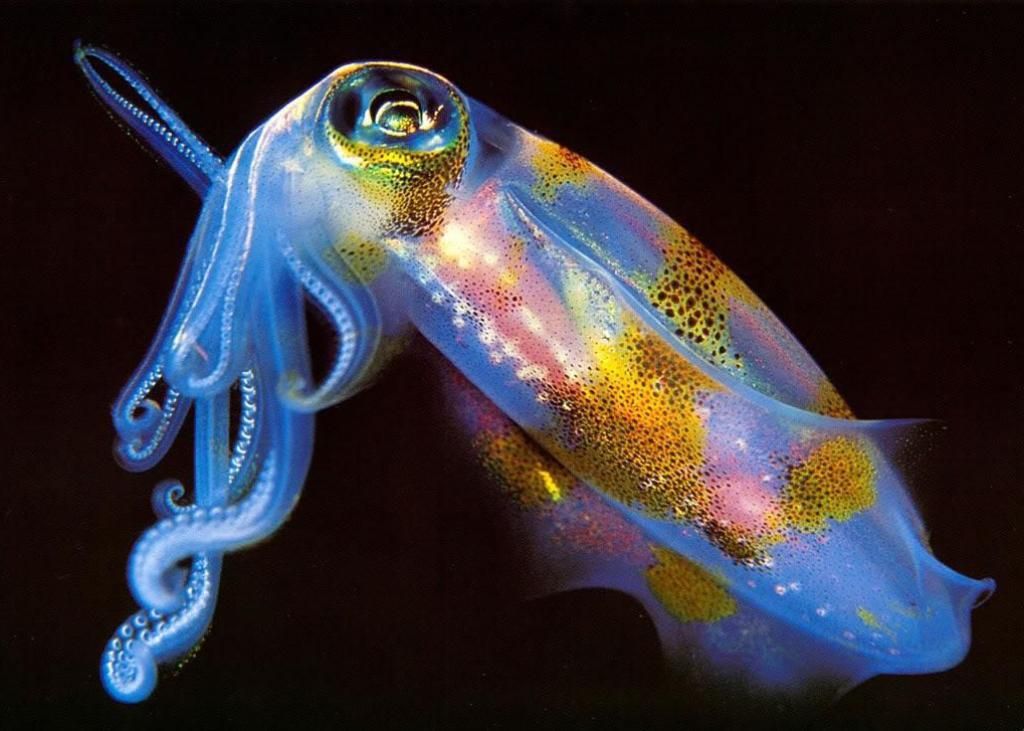 squid Top Weirdest Deep Sea Creatures: Erich Hoyt's Marine Wonders - 9