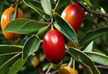 the miracle fruit The Miracle Fruit: Top 7 you need to know about Miracle Berries - sustainable furniture brands 1