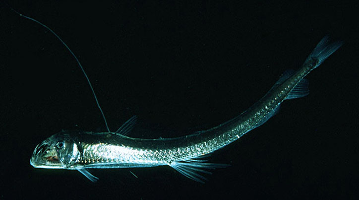 the viperfish Top Weirdest Deep Sea Creatures: Erich Hoyt's Marine Wonders - 13