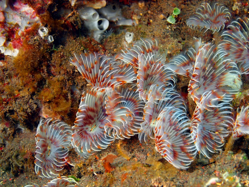 tube worms Top Weirdest Deep Sea Creatures: Erich Hoyt's Marine Wonders - 17