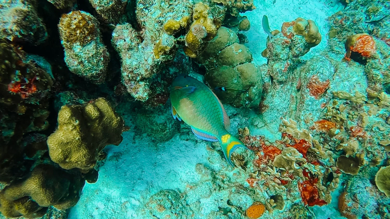 Bonaire Caribbean Netherlands 10 Best Dive Sites in the World: A Bluewater Dive Travel Guide - 10