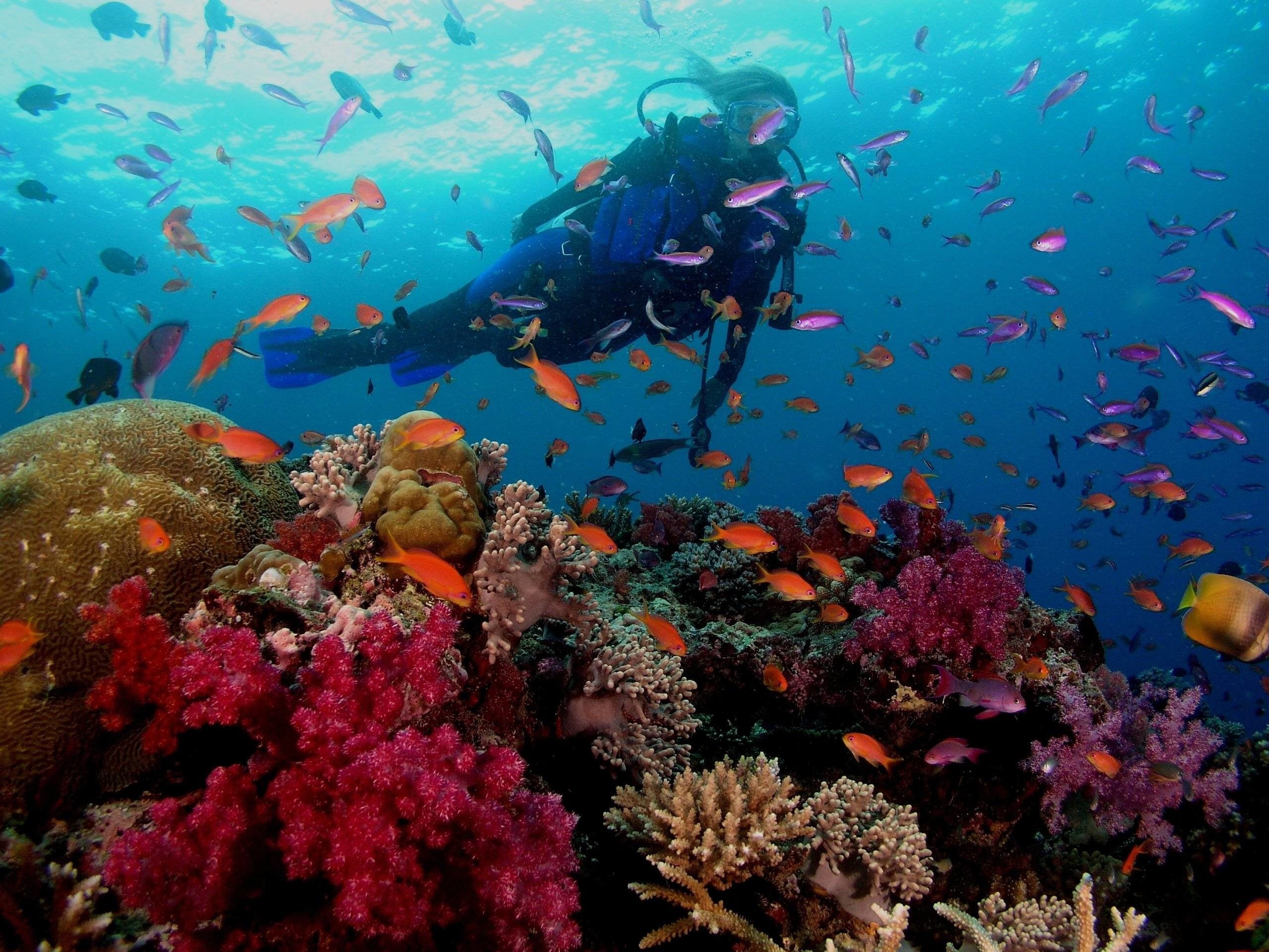 Fiji 10 Best Dive Sites in the World: A Bluewater Dive Travel Guide - 9