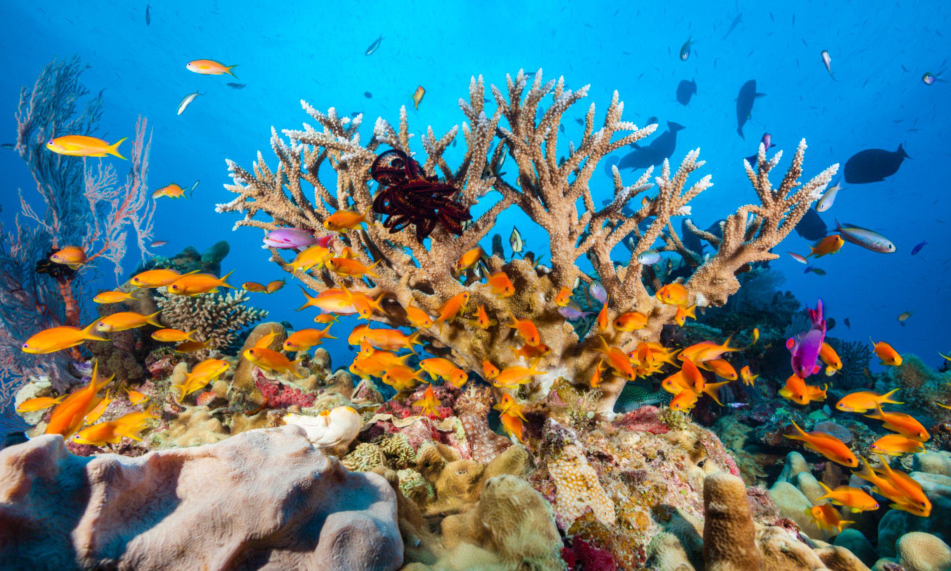 Great Barrier Reef 10 Best Dive Sites in the World: A Bluewater Dive Travel Guide - 2