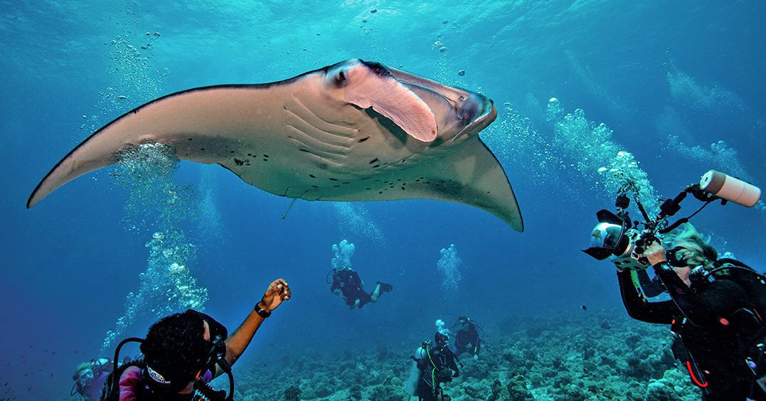 maldives 10 Best Dive Sites in the World: A Bluewater Dive Travel Guide - 8